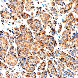 Human NRG1-beta 1/HRG1-beta 1 EGF Domain Antibody, R D Systems 100&mu;g;