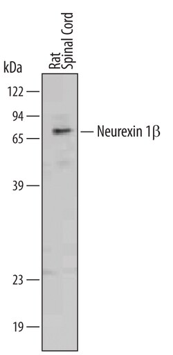 Rat Neurexin 1 beta/NXRN1b Antibody, R D Systems 100&mu;g; Unlabeled:Antibodies,