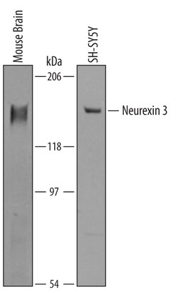 Human/Mouse Neurexin 3/NRXN3 Antibody, R D Systems 25 &mu;g | Buy Online | R&D Systems | Fisher Scientific
