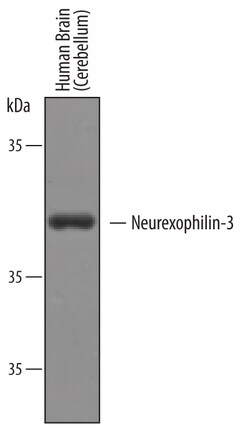 Human/Mouse/Rat Neurexophilin-3/NXPH-3 Antibody, R D Systems 25&mu;g; Unlabeled:Antibodies,