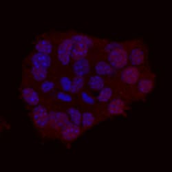 Human/Mouse NeuroD1 Antibody, R D Systems 25&mu;g; Unlabeled:Antibodies,