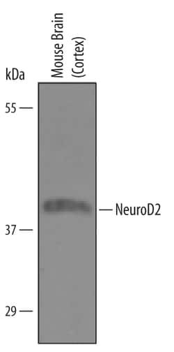 Human/Mouse NeuroD2 Antibody, R D Systems 100&mu;g; Unlabeled:Antibodies,