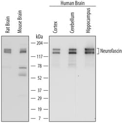 Human/Mouse/Rat Neurofascin Antibody, R D Systems 25&mu;g; Unlabeled:Antibodies,
