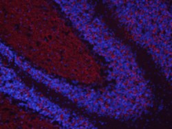 Mouse/Rat Neuroglycan C/CSPG5 Antibody, R D Systems 25 &mu;g | Buy Online | R&D Systems | Fisher Scientific