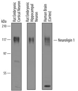 Human/Rat Neuroligin 1/NLGN1 Antibody, R D Systems 100&mu;g; Unlabeled:Antibodies,