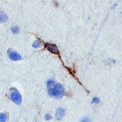 Human Neuroligin 4X/NLGN4X Antibody, R D Systems 100&mu;g; Unlabeled:Antibodies,