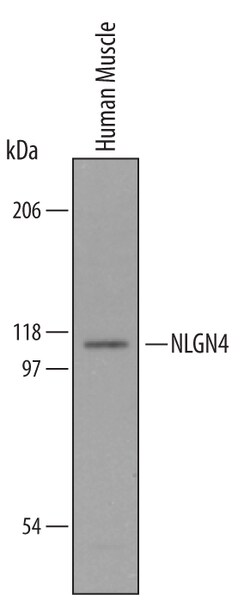 Human Neuroligin 4X/NLGN4X Antibody, R D Systems 100&mu;g; Unlabeled:Antibodies,
