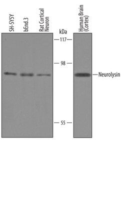 Human/Mouse/Rat Neurolysin Antibody, R D Systems 100&mu;g; Unlabeled:Antibodies,