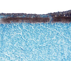 Mouse/Rat Neuropilin-1 Antibody, R D Systems 100&mu;g; Unlabeled:Antibodies,