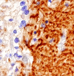 Human Neuroplastin Isoform 1 Antibody, R D Systems 100&mu;g; Unlabeled:Antibodies,