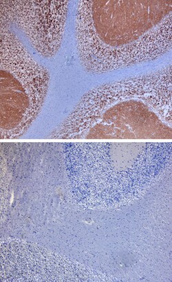 Human/Mouse Neuroplastin 65 Antibody, R D Systems 100&mu;g; Unlabeled:Antibodies,