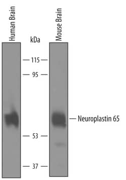 Human/Mouse Neuroplastin 65 Antibody, R D Systems 100&mu;g; Unlabeled:Antibodies,