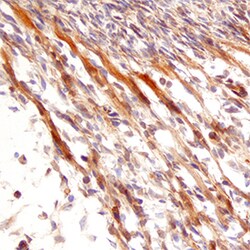 Human/Mouse Neurturin Antibody, R D Systems 25&mu;g; Unlabeled:Antibodies,