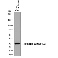 Mouse Neutrophil Elastase/ELA2 Antibody, R D Systems 25&mu;g; Unlabeled:Antibodies,