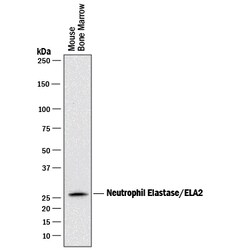 Mouse Neutrophil Elastase/ELA2 Antibody, R D Systems 25&mu;g; Unlabeled:Antibodies,