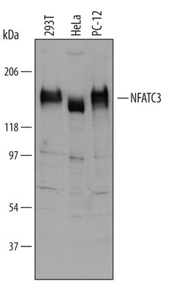 Human/Mouse/Rat NFATC3 Antibody, R D Systems 25&mu;g; Unlabeled:Antibodies,