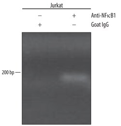 Human/Mouse NFkB1 Antibody, R D Systems 25&mu;g; Unlabeled:Antibodies,