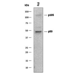 Human/Mouse NFkB1 Antibody, R D Systems 25&mu;g; Unlabeled:Antibodies,