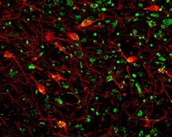 Mouse NGFR/TNFRSF16 Antibody, R D Systems 100&mu;g; Unlabeled:Antibodies,