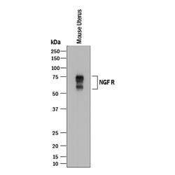 Mouse NGFR/TNFRSF16 Antibody, R D Systems 100&mu;g; Unlabeled:Antibodies,