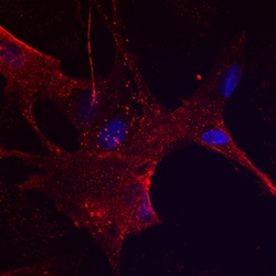 Human/Canine NGFR/TNFRSF16 Antibody, R D Systems 100ug; Unlabeled:Antibodies,