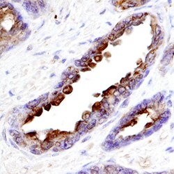 Human/Mouse NGFRAP1/BEX3 Antibody, R D Systems 100ug; Unlabeled:Antibodies,