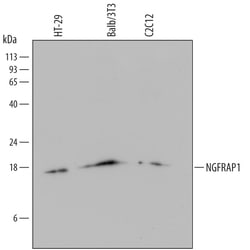Human/Mouse NGFRAP1/BEX3 Antibody, R D Systems 100ug; Unlabeled:Antibodies,