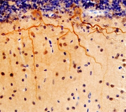 Human NGL-3/LRRC4B Antibody, R D Systems 25&mu;g; Unlabeled:Antibodies,