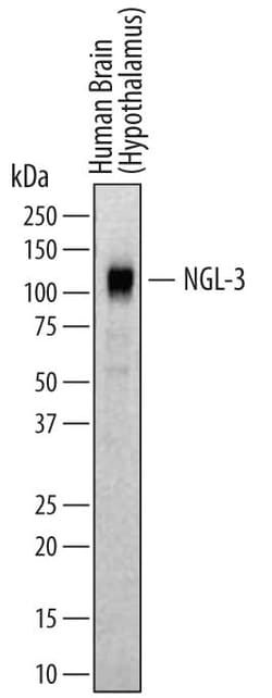 Human NGL-3/LRRC4B Antibody, R D Systems 100ug; Unlabeled:Antibodies, Monoclonal