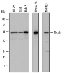 Human/Mouse/Rat Nicalin Antibody, R D Systems 25&mu;g; Unlabeled:Antibodies,