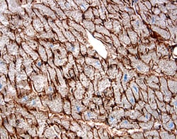 Human Nidogen-1/Entactin Antibody, R D Systems 100&mu;g; Unlabeled:Antibodies,