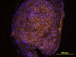 Human Nidogen-1/Entactin Antibody, R D Systems:Antibodies:Primary Antibodies
