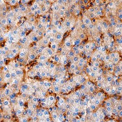 Human Ninjurin-1 Antibody, R D Systems 100&mu;g; Unlabeled:Antibodies,