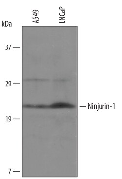 Human Ninjurin-1 Biotinylated Antibody, R D Systems 50&mu;g; Biotin:Antibodies,