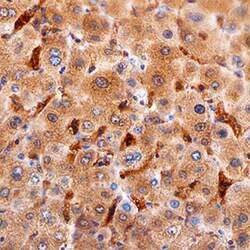 Human Ninjurin-1 Antibody, R D Systems 25&mu;g; Unlabeled:Antibodies, Monoclonal