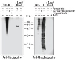 Nitrotyrosine Antibody, R D Systems 25&mu;g; Unlabeled:Antibodies, Monoclonal