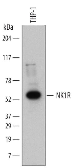 Human NK1R Antibody, R D Systems 100ug; Unlabeled:Antibodies, Monoclonal