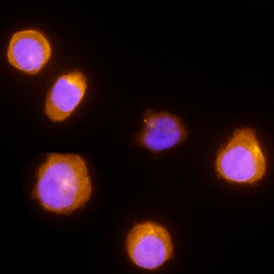 Human NK1R Antibody, R D Systems 100ug; Unlabeled:Antibodies, Monoclonal