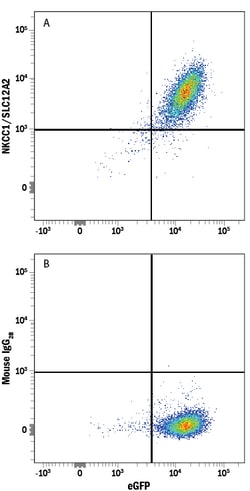 Human NKCC1/SLC12A2 APC-conjugated Antibody, R D Systems 25 Tests; APC:Antibodies,