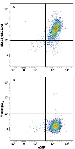 Human NKCC1/SLC12A2 Antibody, R D Systems 100&mu;g:Antibodies, Monoclonal