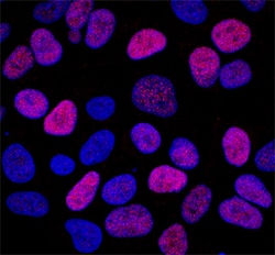Human/Mouse/Rat NKX2.2 Antibody, R D Systems 100ug; Unlabeled:Antibodies,