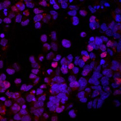 Human/Mouse/Rat NKX2.2 Antibody, R D Systems 100ug; Unlabeled:Antibodies,
