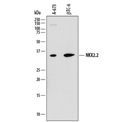 Human/Mouse/Rat NKX2.2 Antibody, R D Systems 100ug; Unlabeled:Antibodies,
