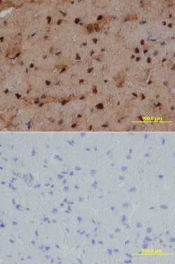 Human NKX2.5 Antibody, R D Systems 100ug; Unlabeled:Antibodies, Monoclonal