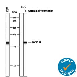 Human NKX2.5 Antibody, R D Systems 25&mu;g; Unlabeled:Antibodies, Monoclonal