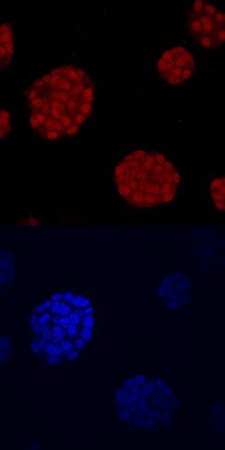 Human NKX6.1 Antibody, R D Systems 100ug; Unlabeled:Antibodies, Monoclonal