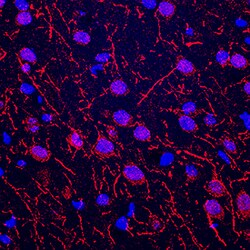 Human/Mouse/Rat nNOS Antibody, R D Systems 25 &mu;g | Buy Online | R&D Systems | Fisher Scientific