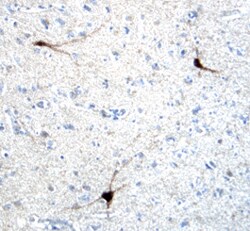 Human/Mouse/Rat nNOS Antibody, R D Systems 25 &mu;g | Buy Online | R&D Systems | Fisher Scientific
