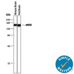 Human/Mouse/Rat nNOS Antibody, R D Systems 25 &mu;g | Buy Online | R&D Systems | Fisher Scientific