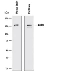 Human/Mouse/Rat nNOS Antibody, R D Systems 25 &mu;g | Buy Online | R&D Systems | Fisher Scientific